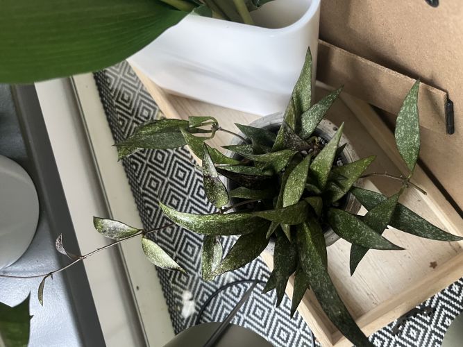 Krzysztof, Witkowo Krzysztof, Witkowo