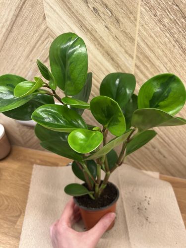 Anna, Wrocław Anna, Wrocław