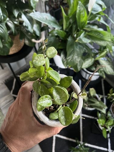 Krzysztof, Witkowo Krzysztof, Witkowo