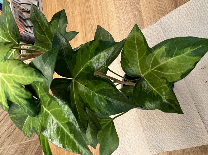 Anna, Wrocław Anna, Wrocław