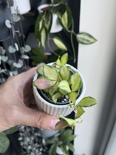 Krzysztof, Witkowo Krzysztof, Witkowo