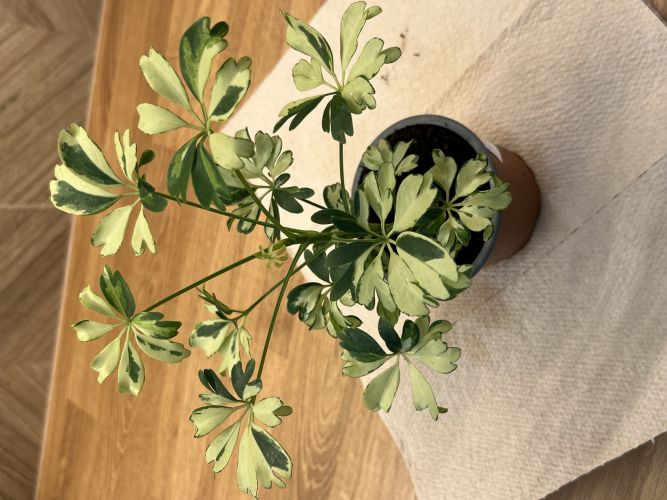 Anna, Wrocław Anna, Wrocław