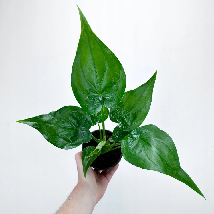 Alocasia Cucullata Alokazja P11 #3