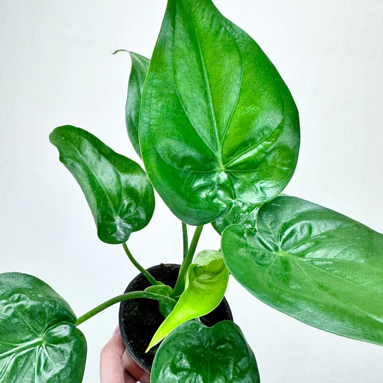 Alocasia Cucullata Alokazja P11 #4