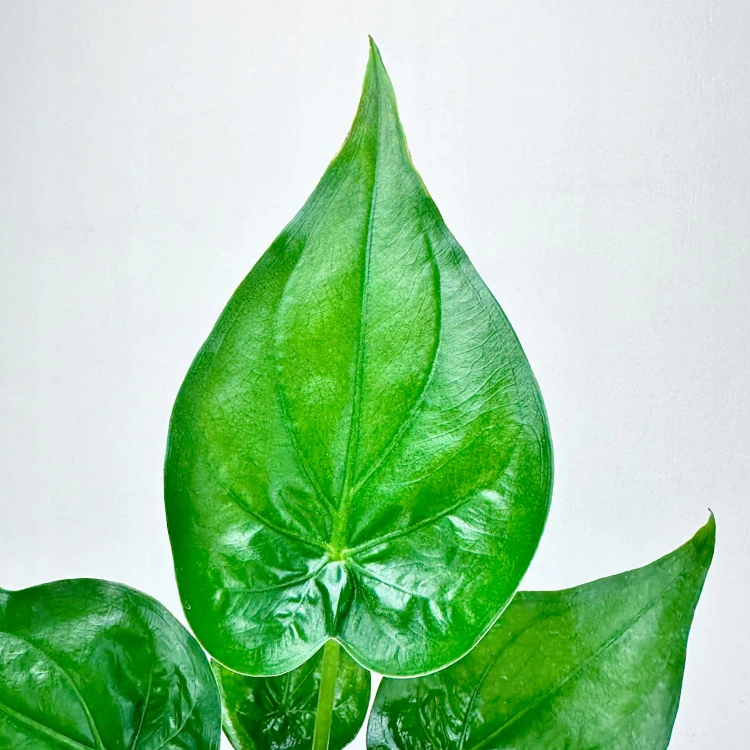Alocasia Cucullata Alokazja P11 #5