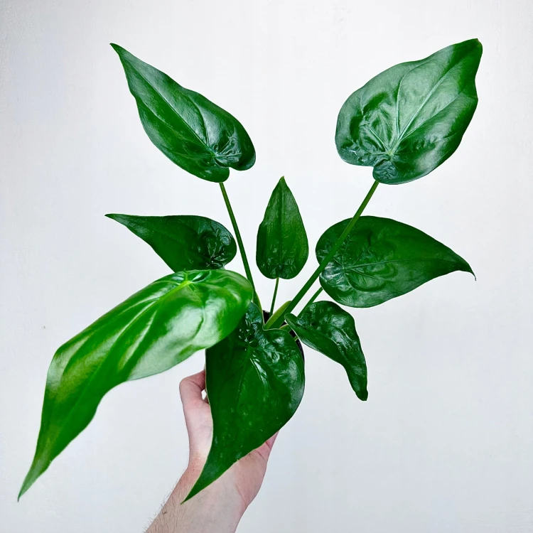 Alocasia Cucullata Alokazja P11 #6