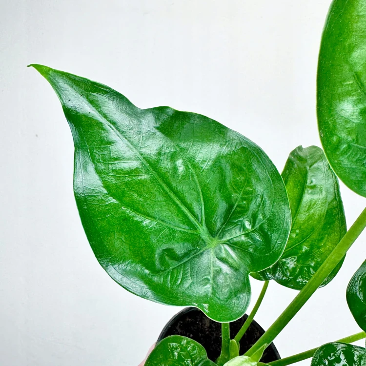 Alocasia Cucullata Alokazja P11 #7