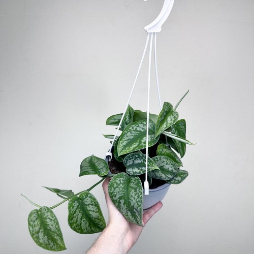 Scindapsus Pictus Trebie Scindapsus pstry P17 wisząca #1