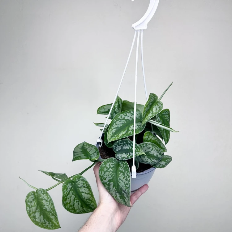 Scindapsus Pictus Trebie Scindapsus pstry P17 wisząca #1