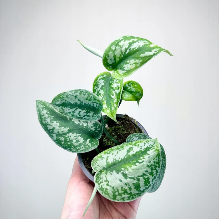Scindapsus Pictus Trebie Scindapsus pstry P9 #1