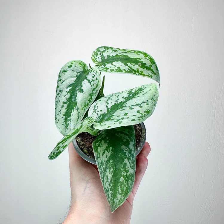 Scindapsus Pictus Trebie Scindapsus pstry P9 #3
