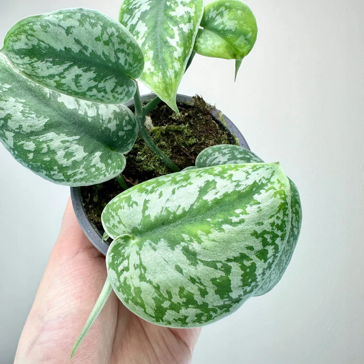 Scindapsus Pictus Trebie Scindapsus pstry P9 #4