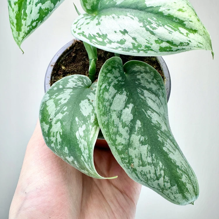 Scindapsus Pictus Trebie Scindapsus pstry P9 #5