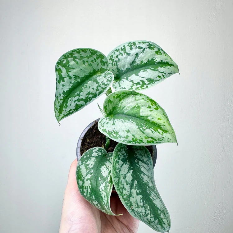 Scindapsus Pictus Trebie Scindapsus pstry P9 #6