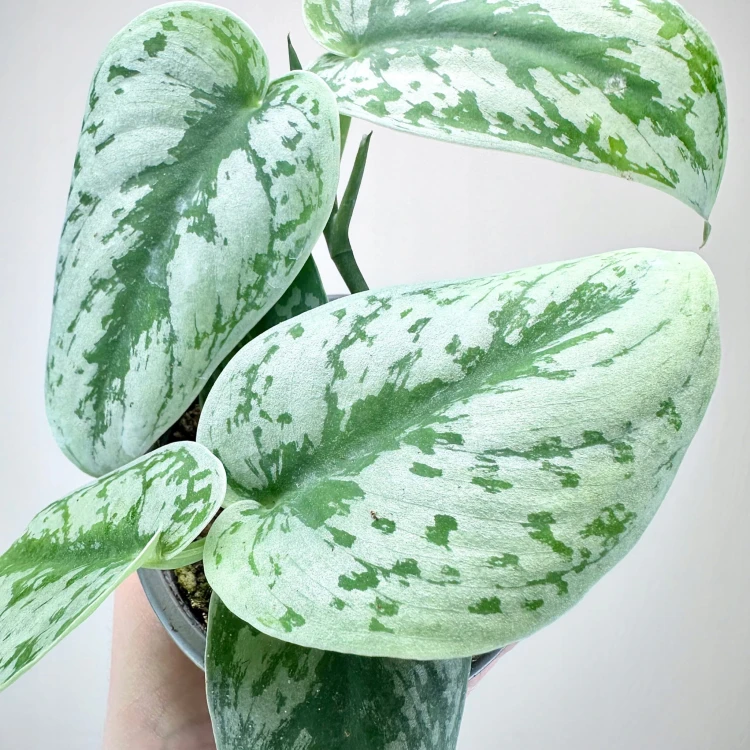 Scindapsus Pictus Trebie Scindapsus pstry P9 #7