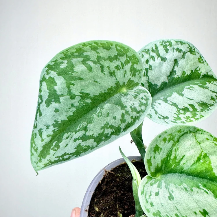 Scindapsus Pictus Trebie Scindapsus pstry P9 #8