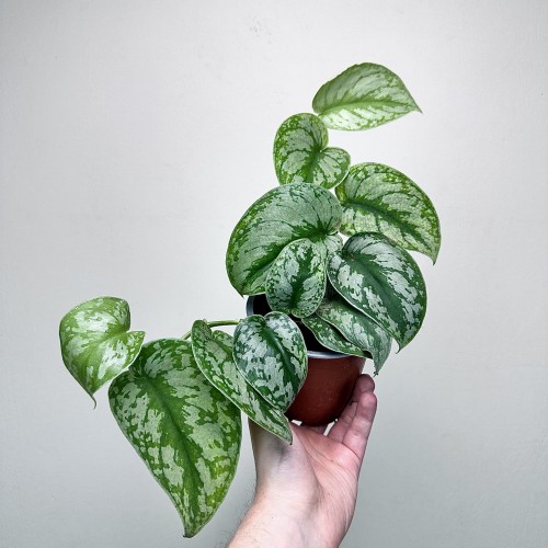 Scindapsus Pictus Trebie Scindapsus pstry P12 #2