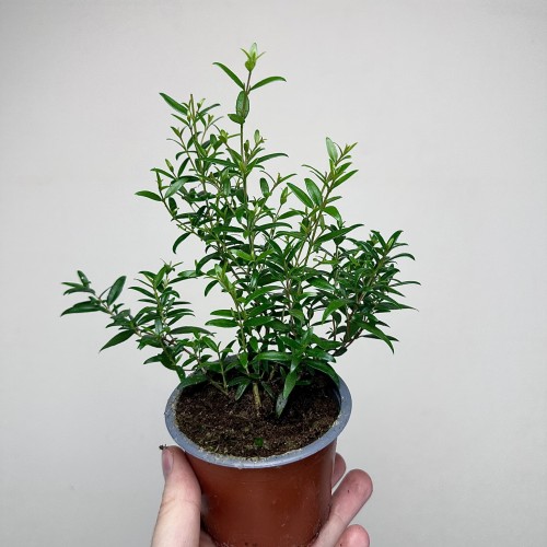 Mirt zwyczajny Myrtus P9 #1