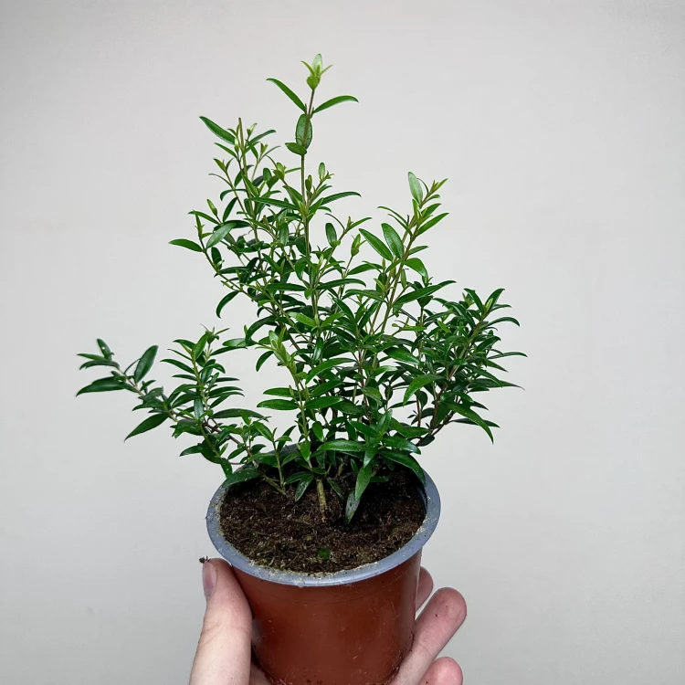 Mirt zwyczajny Myrtus P9 #1