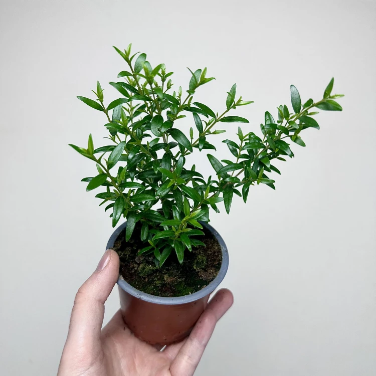 Mirt zwyczajny Myrtus P9 #2