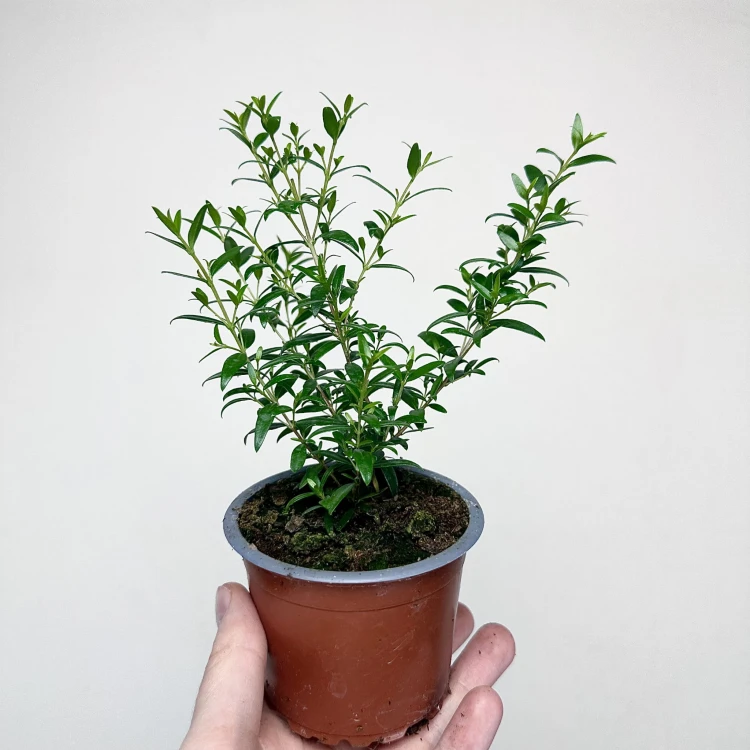 Mirt zwyczajny Myrtus P9 #3