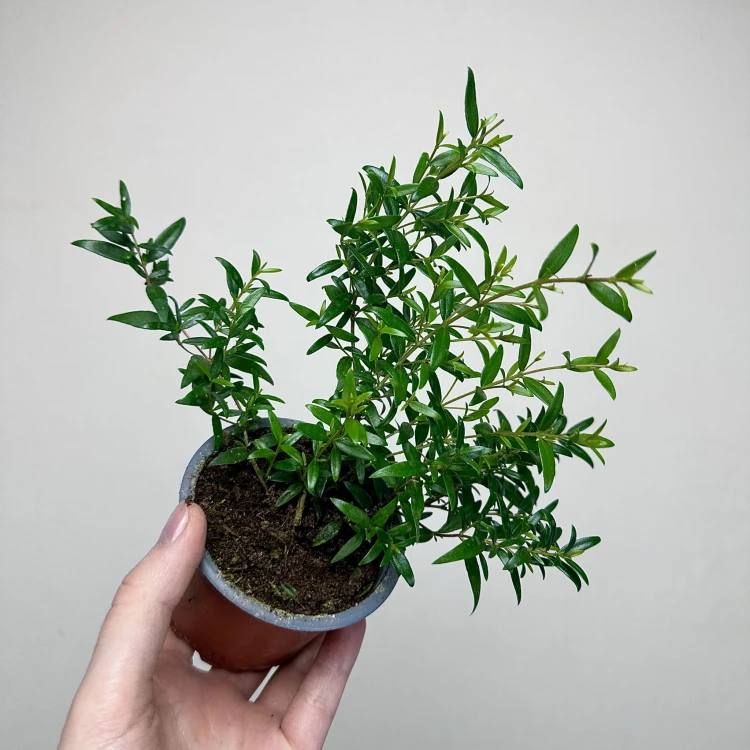 Mirt zwyczajny Myrtus P9 #4