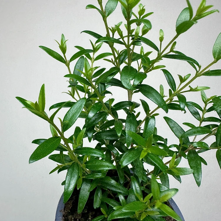 Mirt zwyczajny Myrtus P9 #5