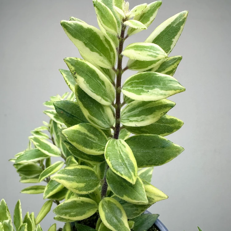 Aeschynanthus bolero Bicolore Eszynanthus P9 #3