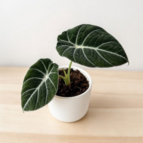 Alocasia reginula Black Velvet Alokazja P11 #1