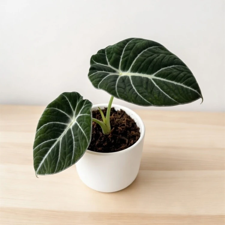 Alocasia reginula Black Velvet Alokazja P11 #1