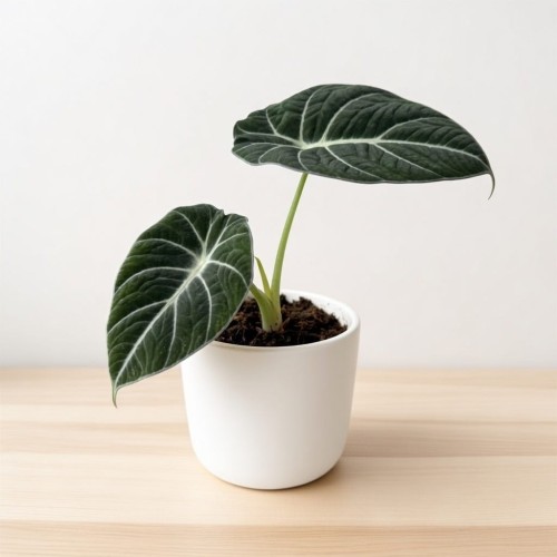 Alocasia reginula Black Velvet Alokazja P11 #2