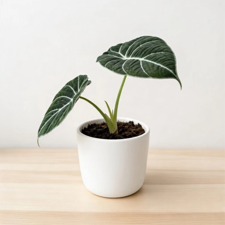 Alocasia reginula Black Velvet Alokazja P11 #3