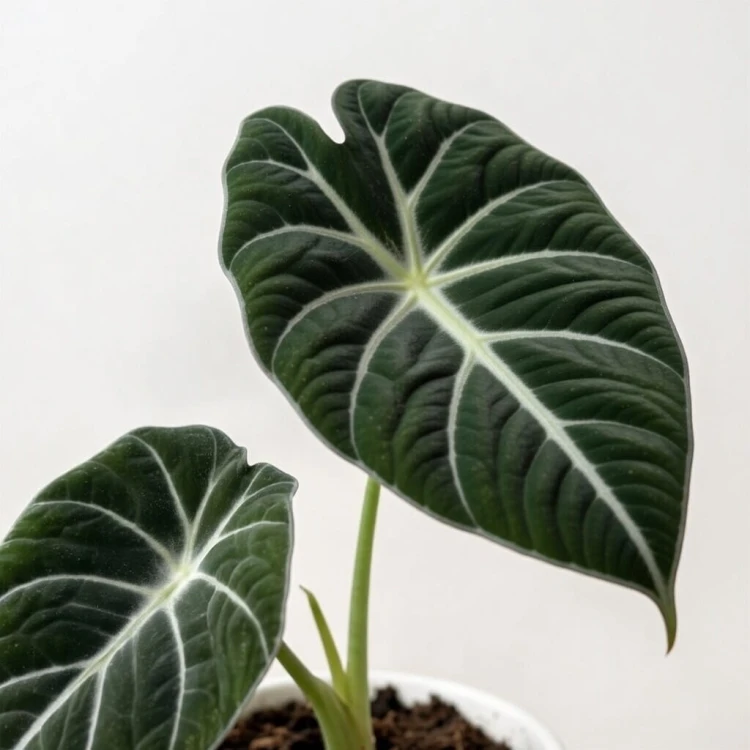Alocasia reginula Black Velvet Alokazja P11 #4