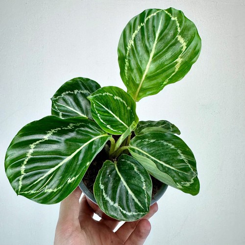 Calathea roseopicta Green Kalatea P11 #1