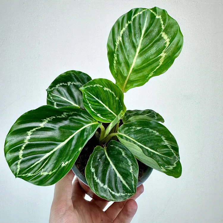 Calathea roseopicta Green Kalatea P11 #1