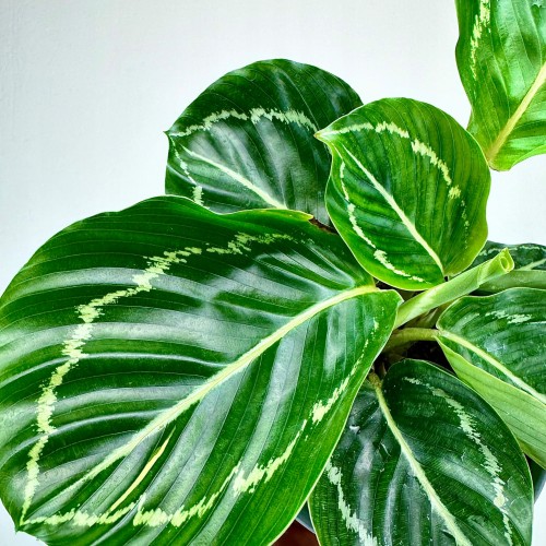 Calathea roseopicta Green Kalatea P11 #2