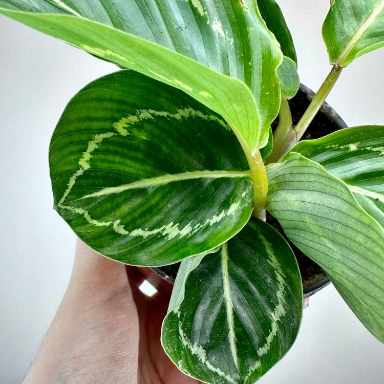 Calathea roseopicta Green Kalatea P11 #3