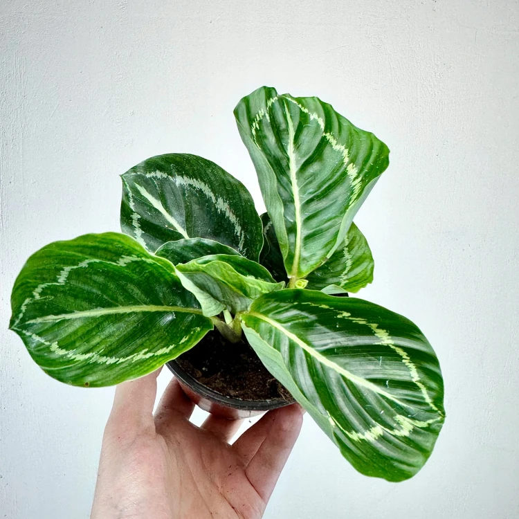 Calathea roseopicta Green Kalatea P11 #4
