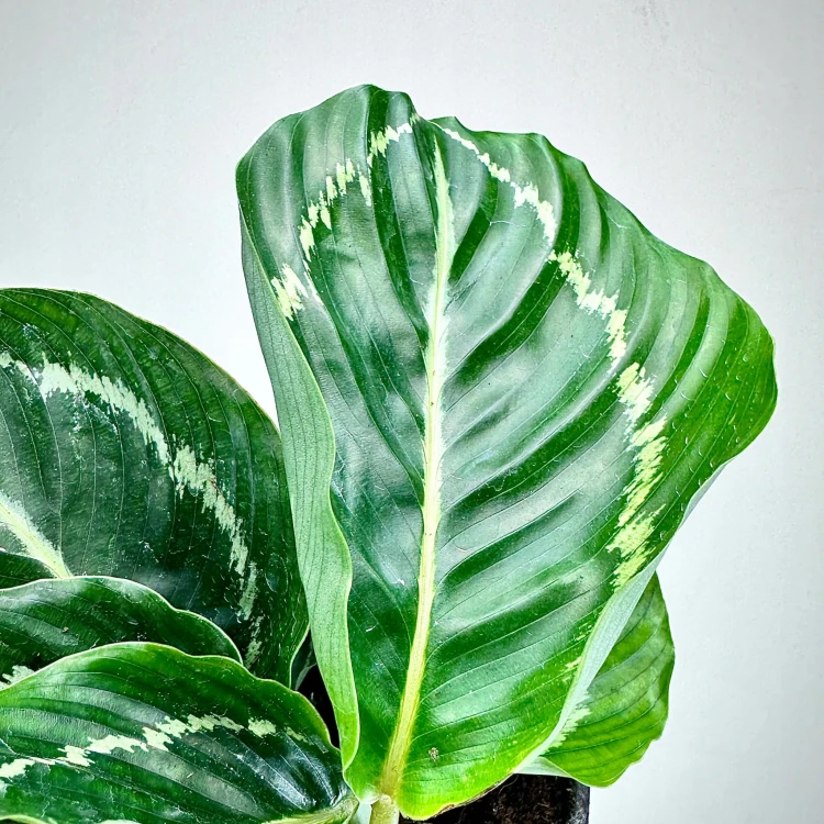Calathea roseopicta Green Kalatea P11 #5