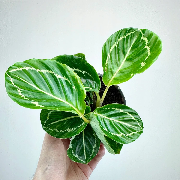 Calathea roseopicta Green Kalatea P11 #6