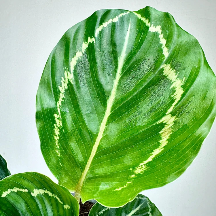 Calathea roseopicta Green Kalatea P11 #7