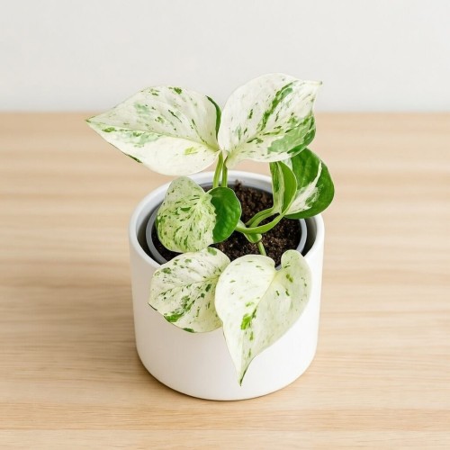 Epipremnum Happy Leaf P9 #1