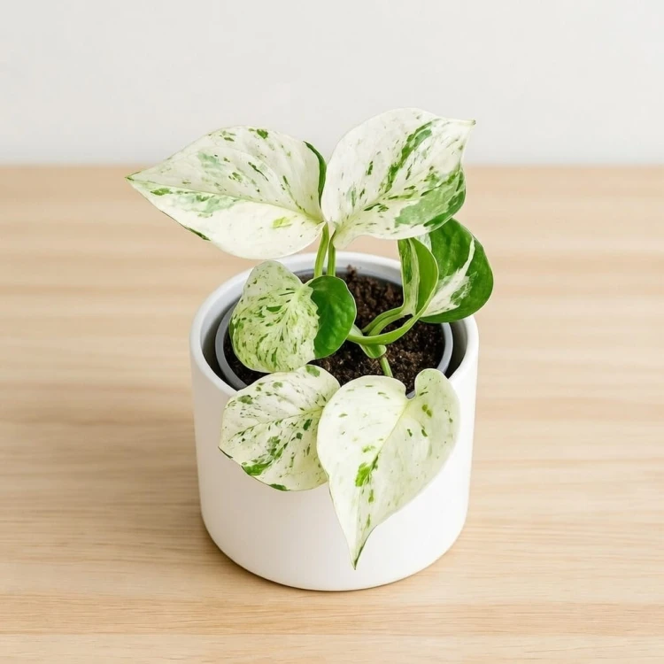 Epipremnum Happy Leaf P9 #1