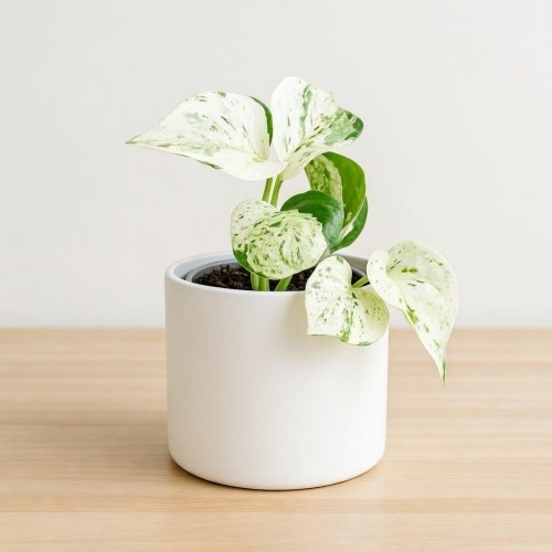 Epipremnum Happy Leaf P9 #2