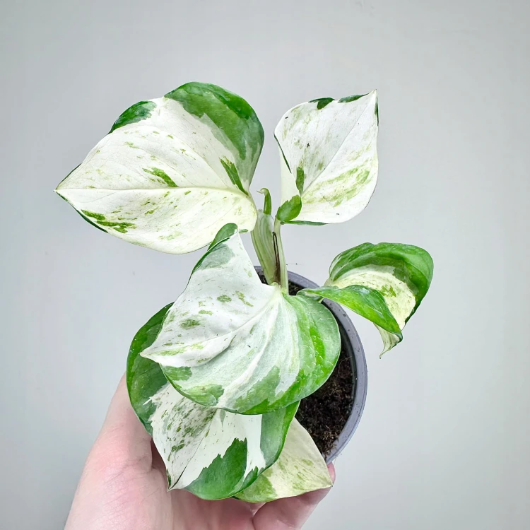 Epipremnum Happy Leaf P9 #6