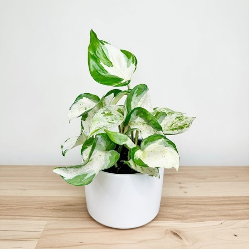 Epipremnum Happy Leaf P12 #1