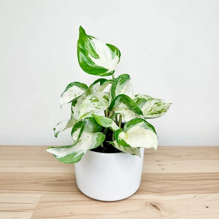 Epipremnum Happy Leaf P12 #1