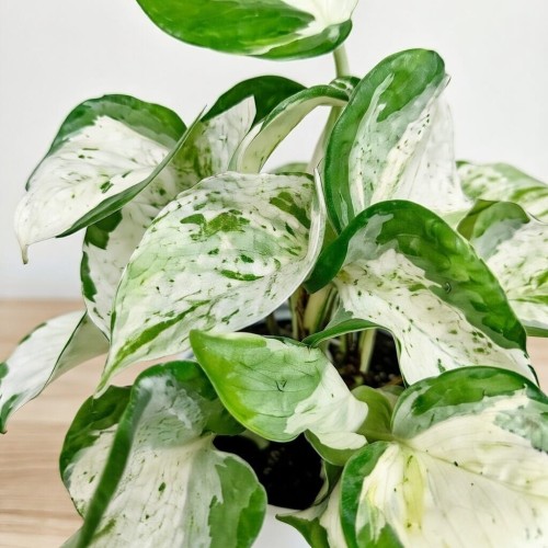 Epipremnum Happy Leaf P12 #2