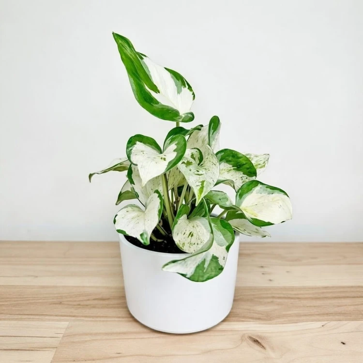Epipremnum Happy Leaf P12 #3