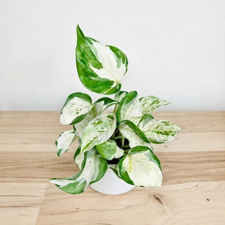 Epipremnum Happy Leaf P12 #4